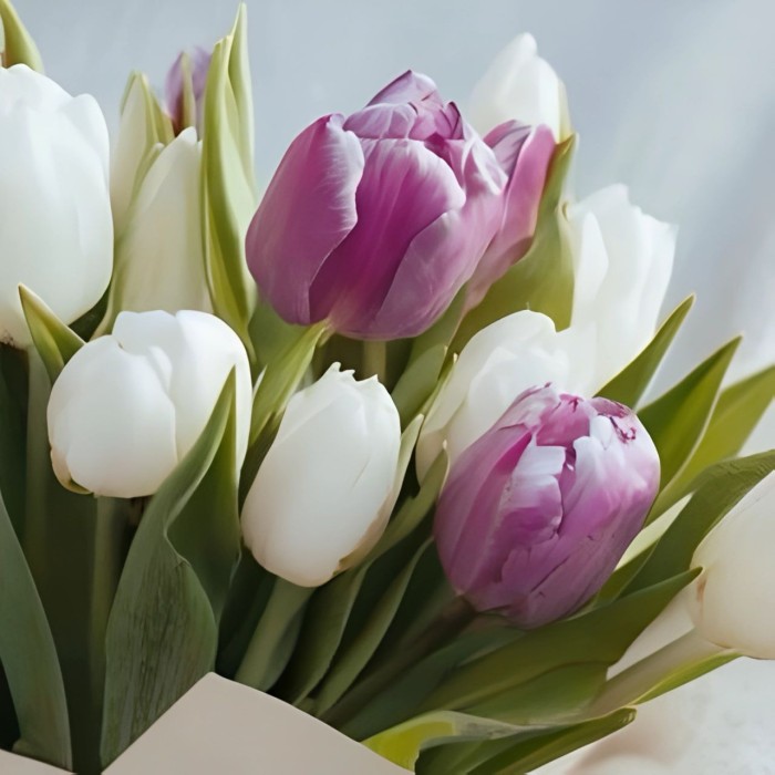 13 бело-сиреневых тюльпанов