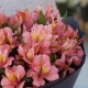 Букет 15 розовых альстромерий