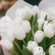 Букет 25 белых тюльпанов