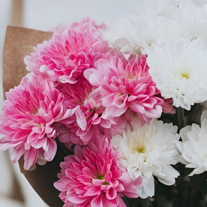 Букет 3 бело-розовые хризантемы