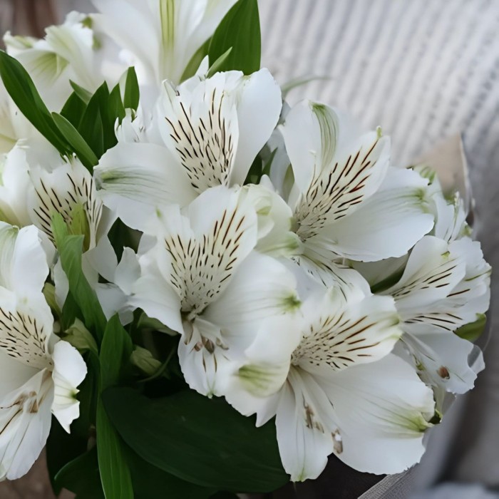 Букет 3 белые альстромерии