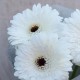 Букет 3 белые герберы