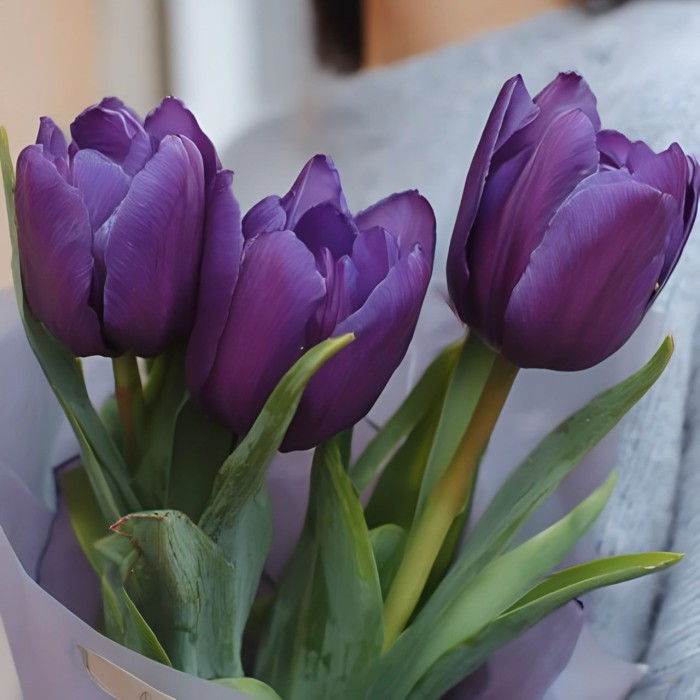 3 фиолетовых тюльпана