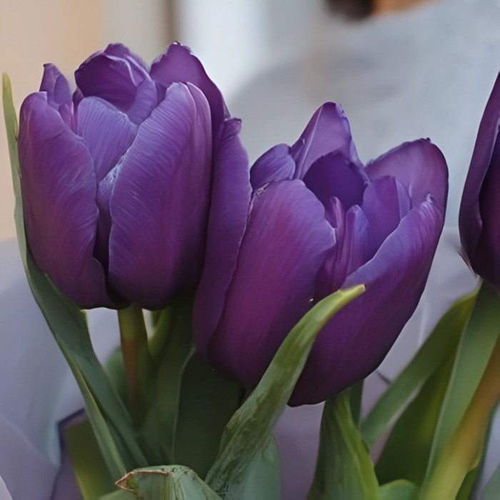 3 фиолетовых тюльпана