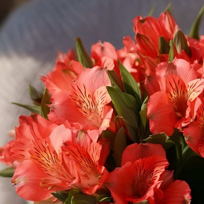 Букет 3 красные альстромерии