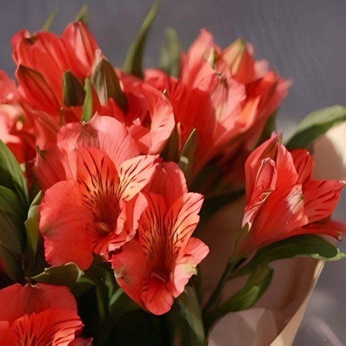 Букет 3 красные альстромерии