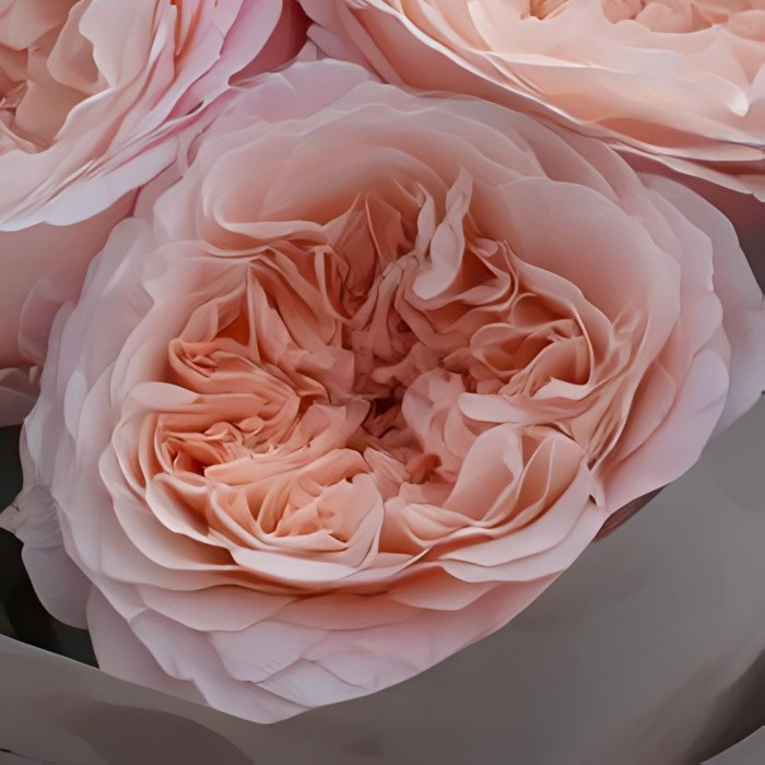 Букет 3 пионовидные розы