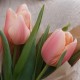 Букет 3 розовых тюльпана