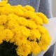 Букет 3 желтые кустовые хризантемы