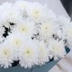 Букет 4 белые хризантемы