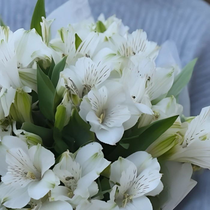 Букет 5 белых альстромерий