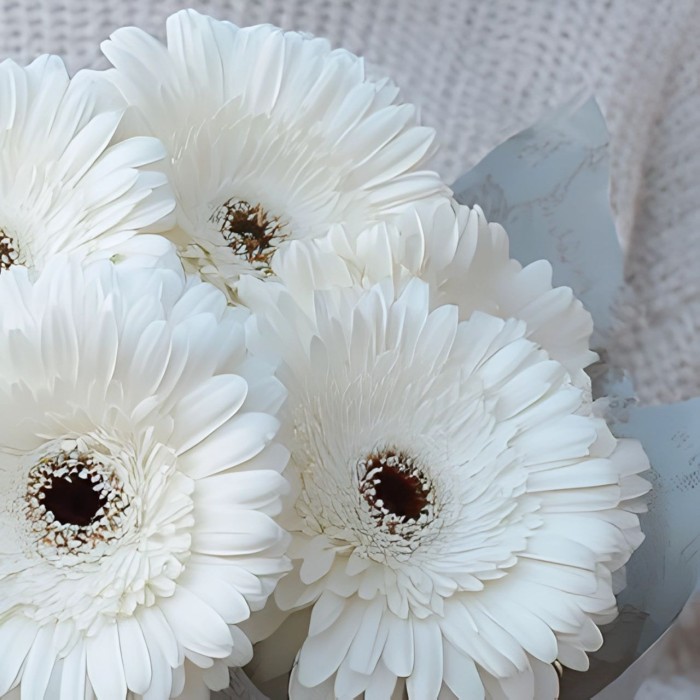 Букет 5 белых гербер