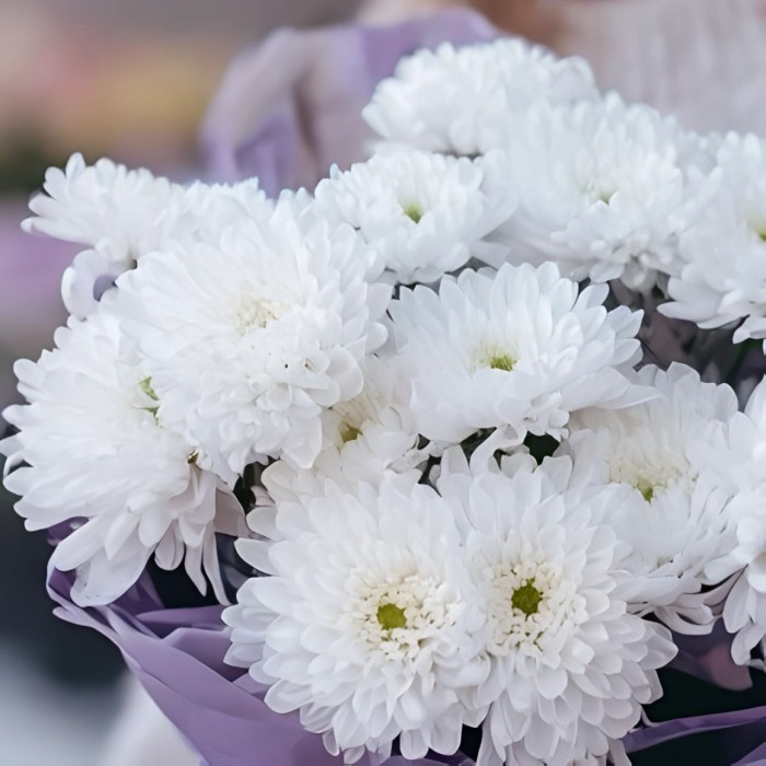 Букет 5 белых кустовых хризантем