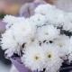 Букет 5 белых кустовых хризантем