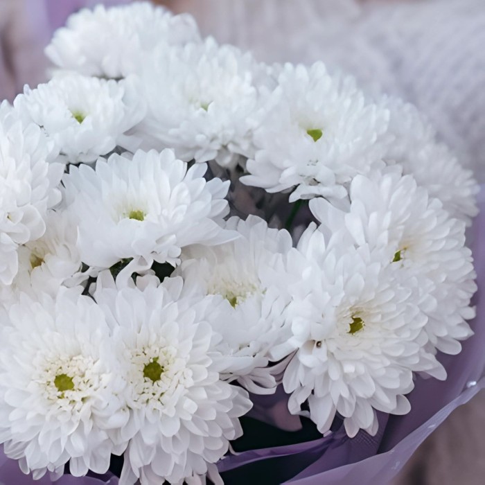 Букет 5 белых кустовых хризантем