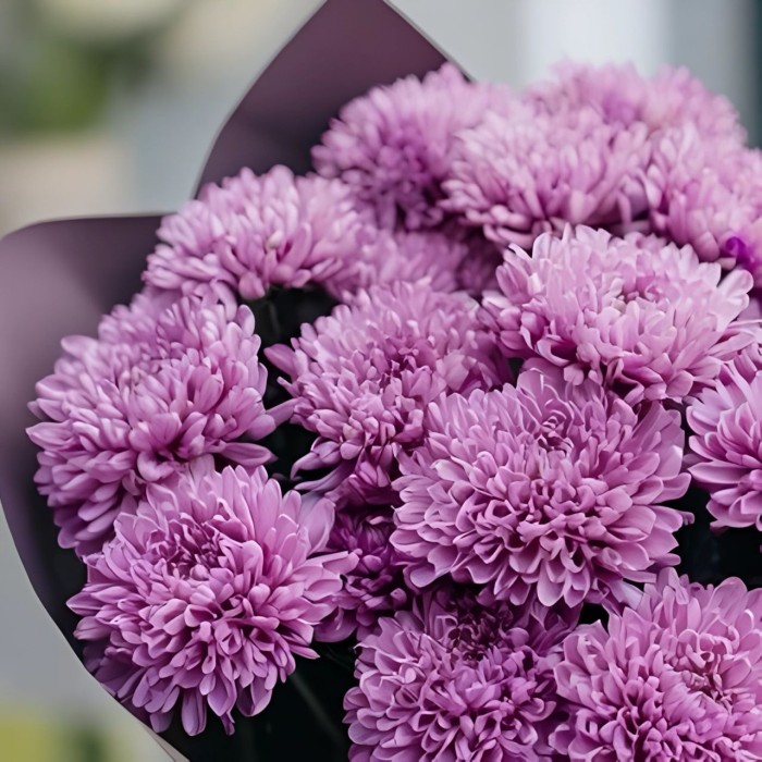 Букет 5 фиолетовых хризантем Мемфис