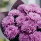 Букет 5 фиолетовых хризантем Мемфис