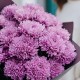 Букет 5 фиолетовых хризантем Мемфис