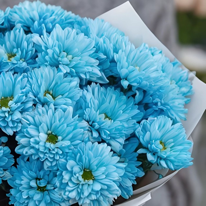 Букет 5 голубых кустовых хризантем
