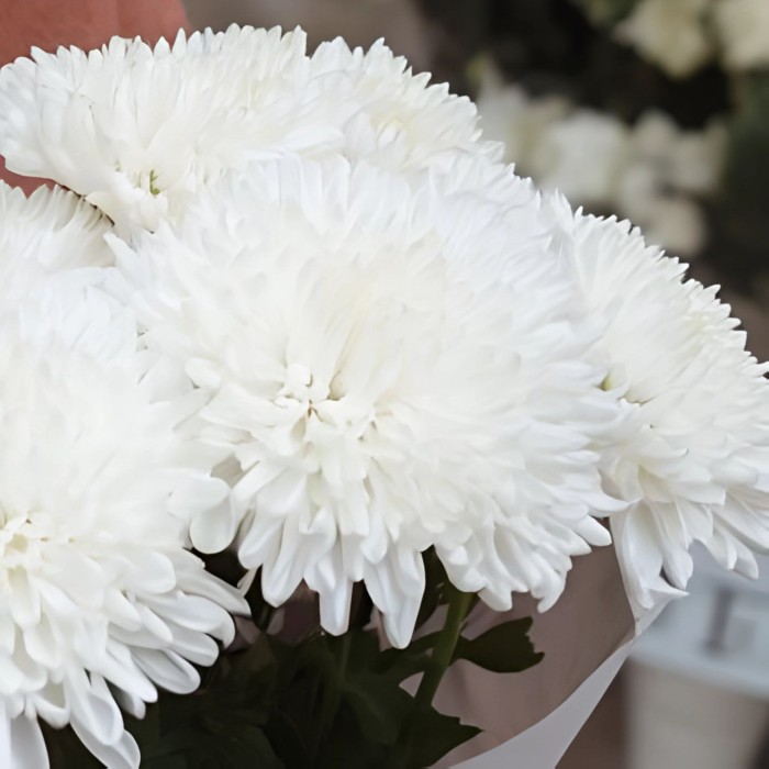 Букет 5 одноголовых хризантем