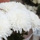 Букет 5 одноголовых хризантем