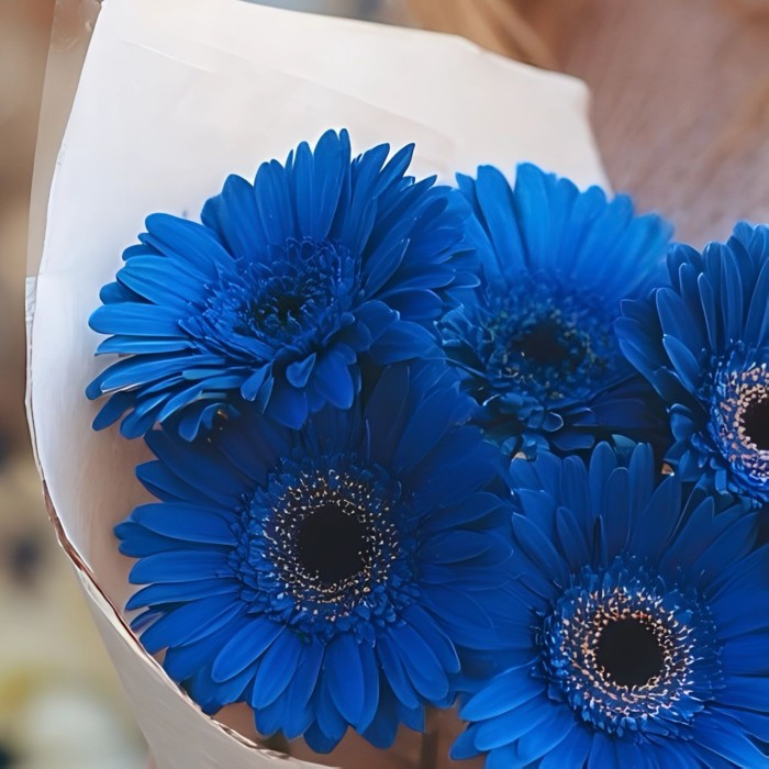 Букет 5 синих гербер