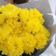 Букет 5 желтых кустовых хризантем