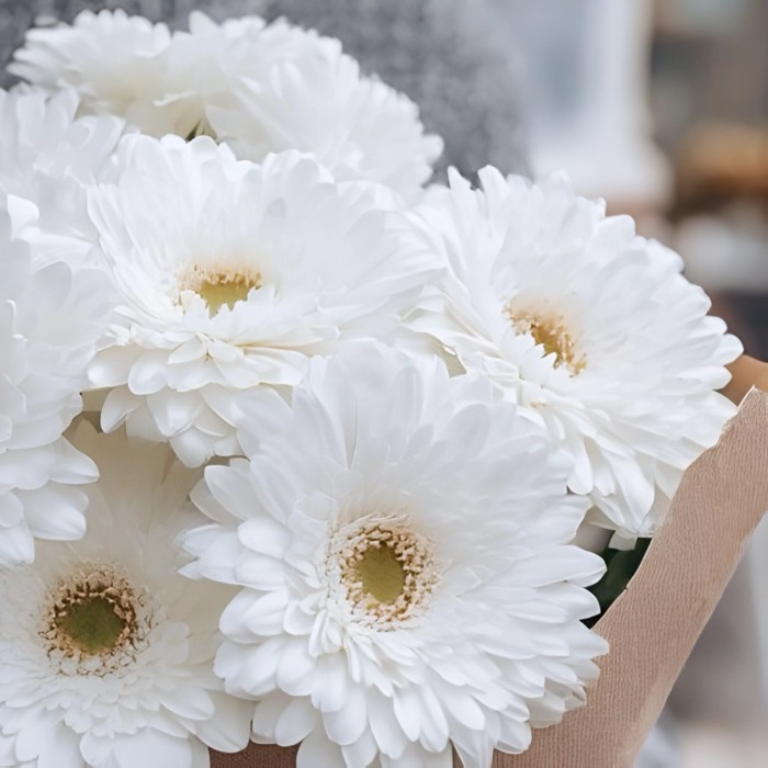 Букет 7 белых гербер