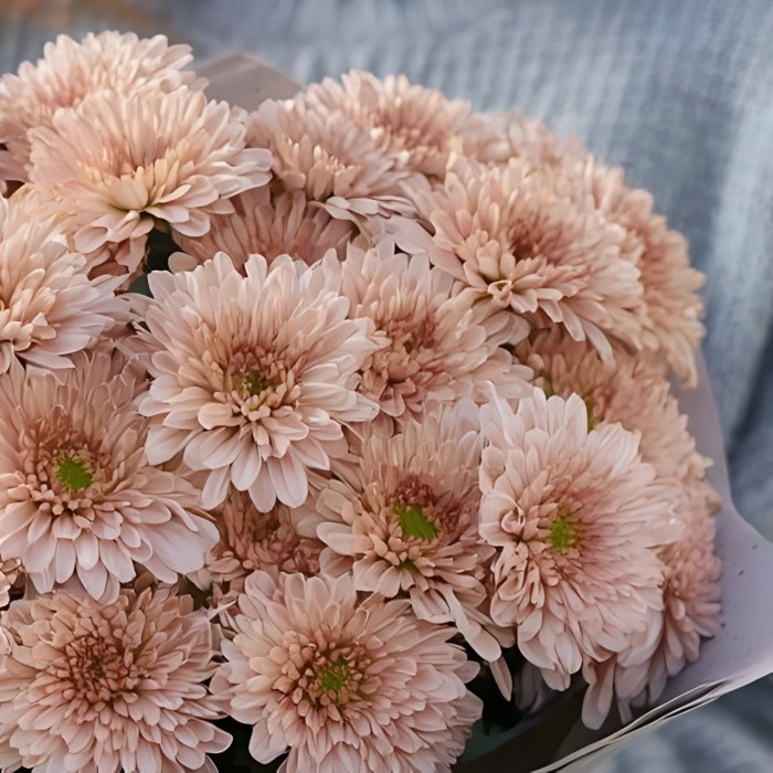 Букет 7 бежевых кустовых хризантем