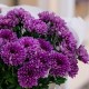 Букет 7 фиолетовых кустовых хризантем