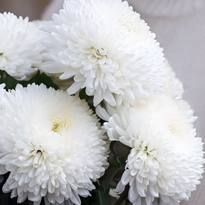 Букет 7 хризантем Помпон