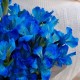 Букет 7 синих альстромерий