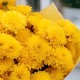 Букет 7 желтых хризантем