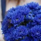Маленький букет из синих хризантем