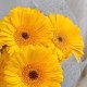 Букет 5 желтых гербер
