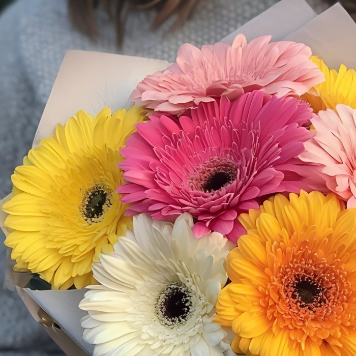 Букет 7 цветных гербер