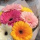 Букет 7 цветных гербер