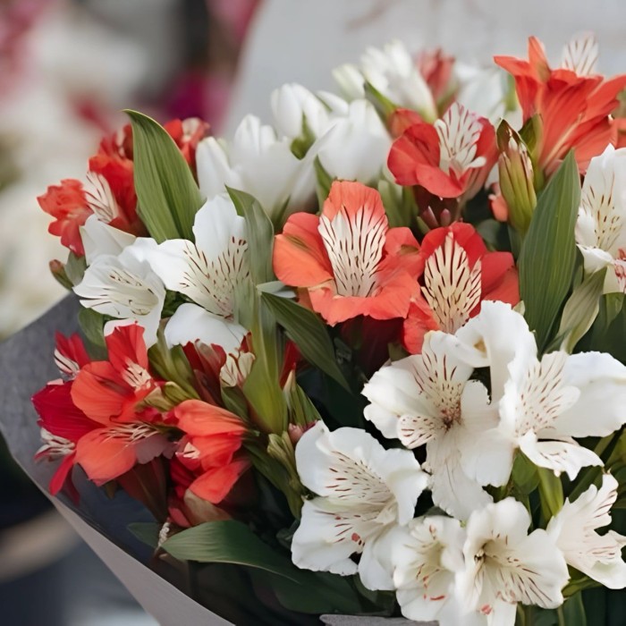 Букет 9 бело-красных альстромерий