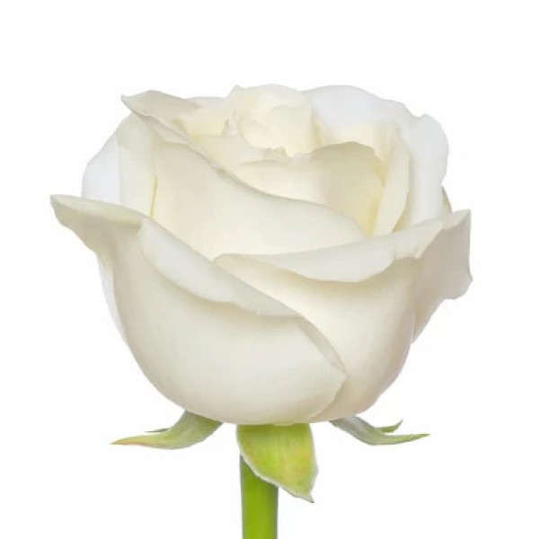 Роза Кения белая