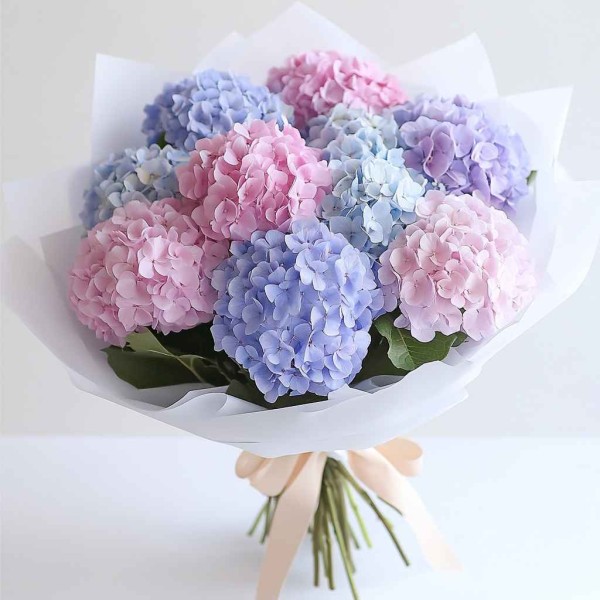 11 разноцветных гортензий