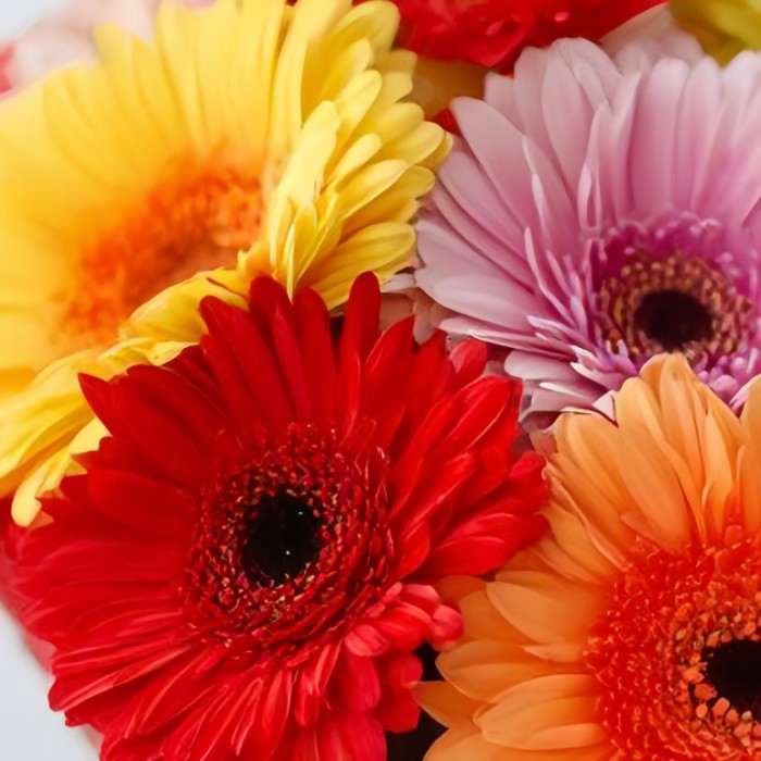 Букет 7 гербер микс