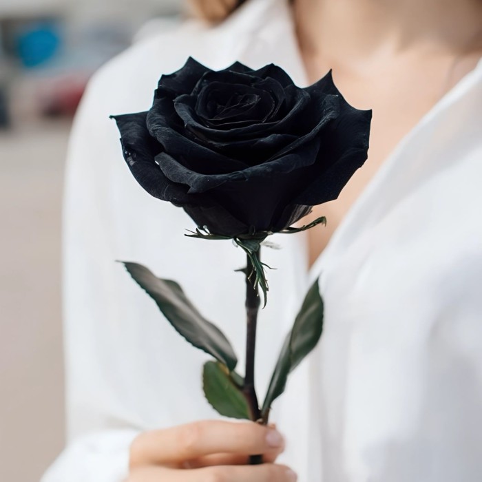 Черная роза 1 штука