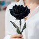 Черная роза 1 штука