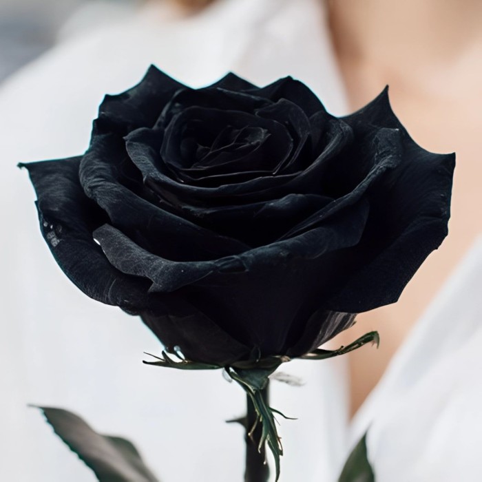 Черная роза 1 штука
