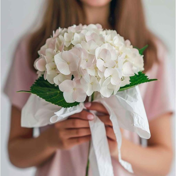 Одна нежная гортензия