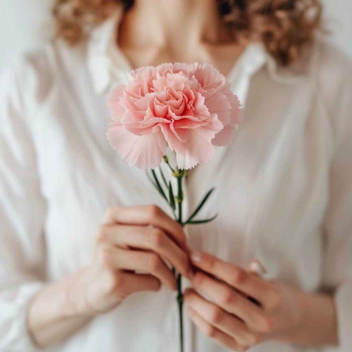 Одна розовая гвоздика