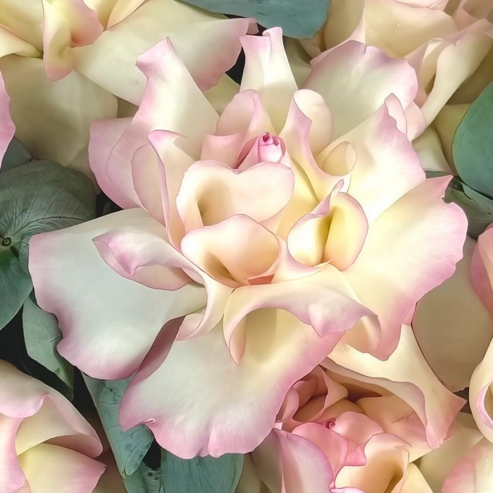 25 белых французских роз в коробке