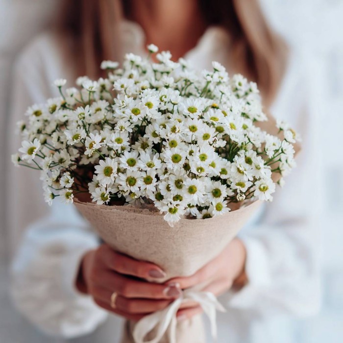 25 кустовых ромашек матрикария