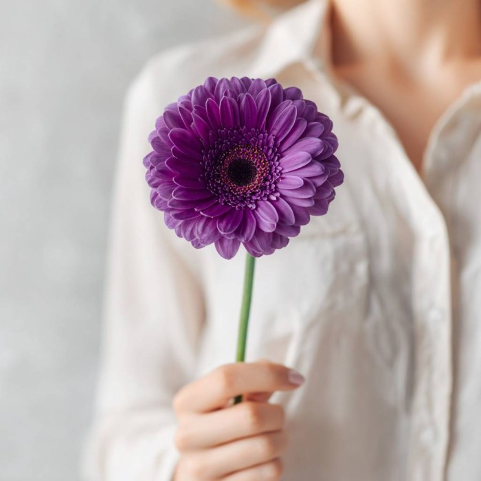 Фиолетовая гербера поштучно