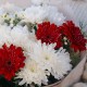 Букет красные герберы с хризантемой